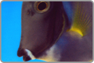 Powder Blue Tang